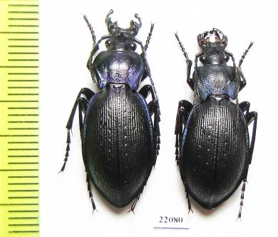 Carabus (Mesocarabus) problematicus  France - INSECTS-STORE.RU