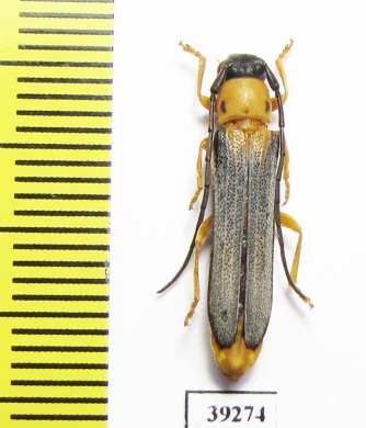 Oberea pupillata  France - INSECTS-STORE.RU