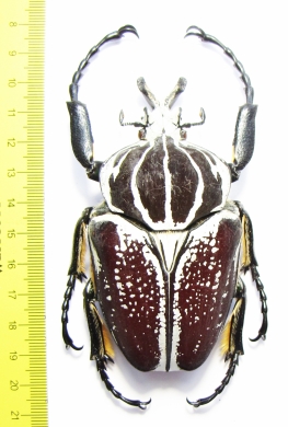 Goliathus goliathus f.conspersus, male  Cameroon 95 mm - INSECTS-STORE.RU