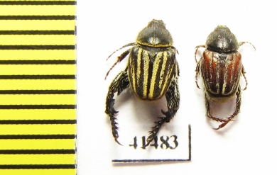 Hopliini sp., pair  South Africa Rep. - INSECTS-STORE.RU