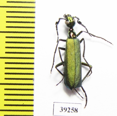 Lydomorphus sp.  Senegal - INSECTS-STORE.RU