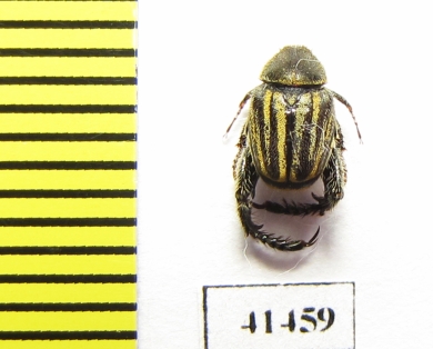 Hopliini sp.  South Africa Rep. - INSECTS-STORE.RU