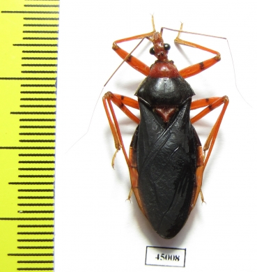 Hemiptera sp.  Zambia - INSECTS-STORE.RU