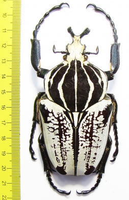 Goliathus goliathus f.albatus, male  Cameroon 91mm - INSECTS-STORE.RU
