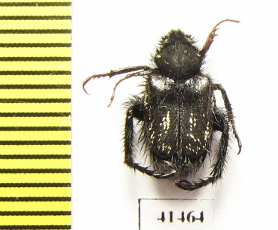 Hopliini sp.  South Africa Rep. - INSECTS-STORE.RU