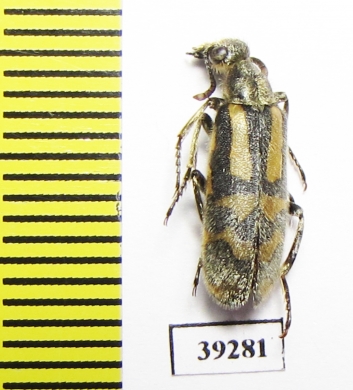 Meloidae sp.  Senegal - INSECTS-STORE.RU