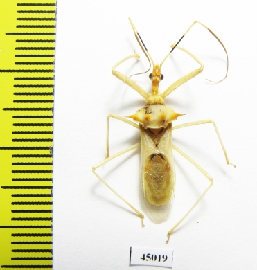 Hemiptera sp.  Panama - INSECTS-STORE.RU