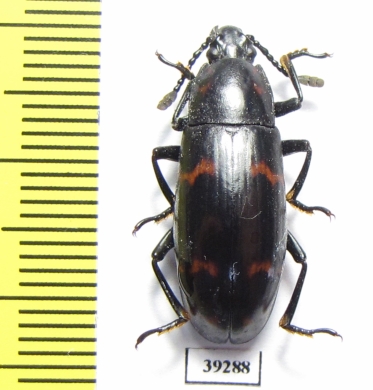 Erotylidae sp.  Indonesia, Kalimantan - INSECTS-STORE.RU