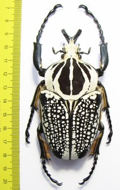Goliathus orientalis, male  Congo 91mm - INSECTS-STORE.RU