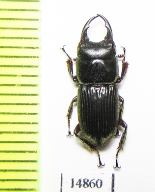 Aegus hamatus  Indonesia, Kalimantan - INSECTS-STORE.RU