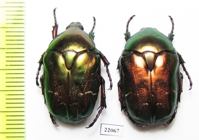 Protaetia angustata  Italy - INSECTS-STORE.RU