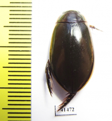 Dytiscidae sp.  South Africa Rep. - INSECTS-STORE.RU