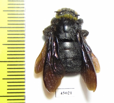 Hymenoptera, Xylocopa sp.  Indonesia, Makian isl. - INSECTS-STORE.RU