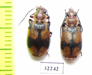 Carabidae sp.  South Africa Rep. - INSECTS-STORE.RU