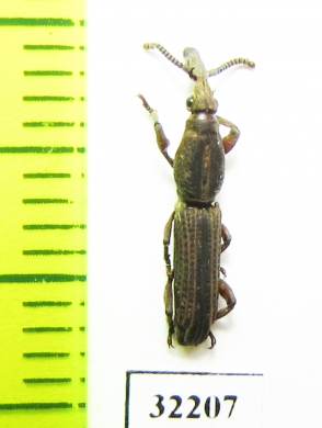 Brentidae sp.  South Africa Rep. - INSECTS-STORE.RU