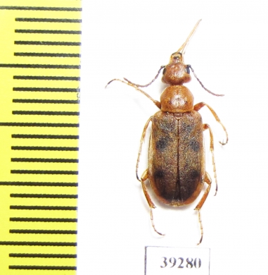 Leptopalpus rostratus  Spain - INSECTS-STORE.RU