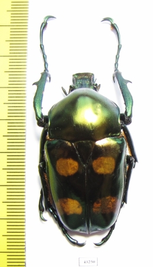 Jumnos ruckeri ruckeri, male  Thailand 49mm - INSECTS-STORE.RU