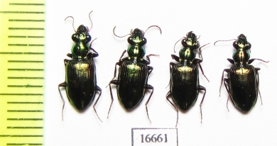 Carabidae sp.  Indonesia, Aru isl. - INSECTS-STORE.RU