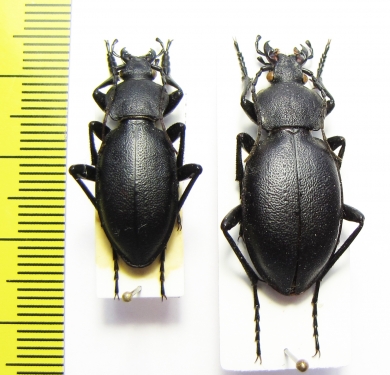 Carabus (Pachystus) graecus ssp., pair  Turkey, Artvin prov. - INSECTS-STORE.RU