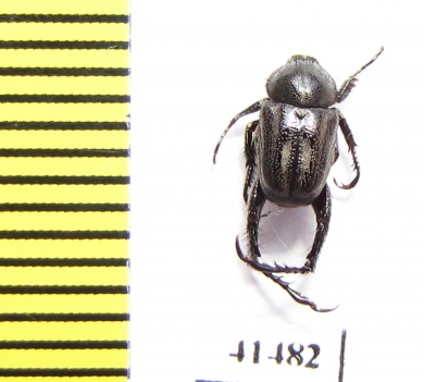 Hopliini sp.  South Africa Rep. - INSECTS-STORE.RU