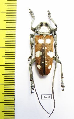 Dolichoprosopus lethalis  Indonesia, Morotai isl. - INSECTS-STORE.RU