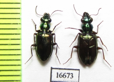 Carabidae sp.  Indonesia, Aru isl. - INSECTS-STORE.RU