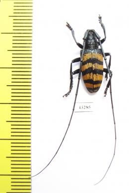 Nemophas grayi  Indonesia, Seram isl. - INSECTS-STORE.RU