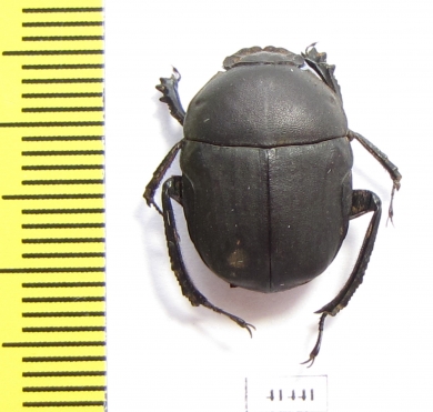 Gymnopleurus sp.  South Africa Rep. - INSECTS-STORE.RU