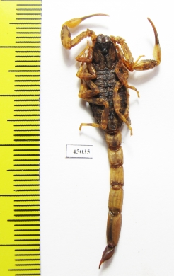 Scorpiones sp.  Indonesia, Makian isl. - INSECTS-STORE.RU