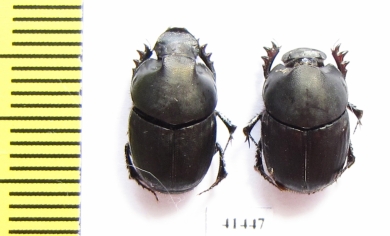 Onthophagus sp., pair  South Africa Rep. - INSECTS-STORE.RU