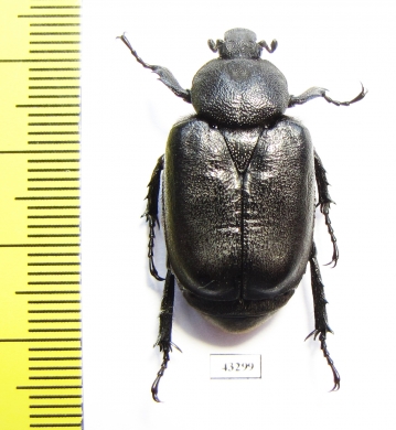 Osmoderma davidis  Russia, Primorje reg. 33mm - INSECTS-STORE.RU