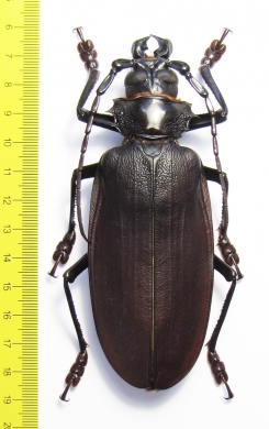 Titanus giganteus, male  French Guiana 120mm - INSECTS-STORE.RU