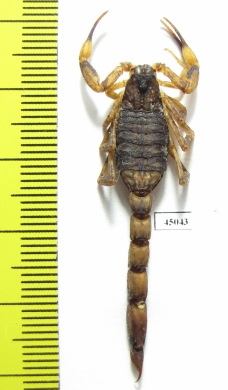 Scorpiones sp.  Indonesia, Makian isl. - INSECTS-STORE.RU