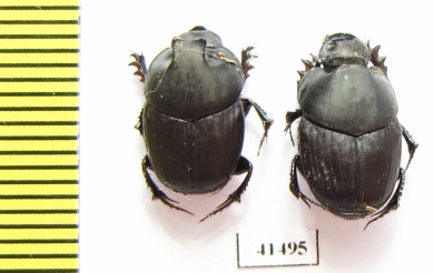 Onthophagus sp., pair  South Africa Rep. - INSECTS-STORE.RU