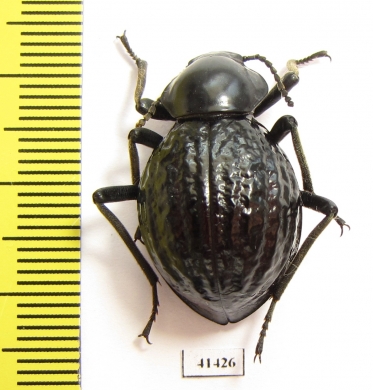 Tenebrionidae sp.  South Africa Rep. - INSECTS-STORE.RU