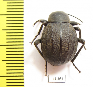 Tenebrionidae sp.  South Africa Rep. - INSECTS-STORE.RU