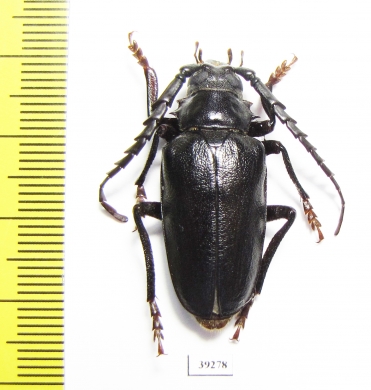 Mesoprionus asiaticus, male  Russia, Astrakhan reg.  32mm - INSECTS-STORE.RU