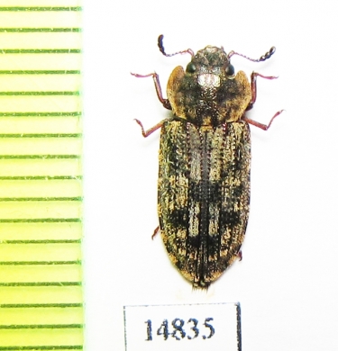 Trogossitidae sp.  New Caledonia - INSECTS-STORE.RU