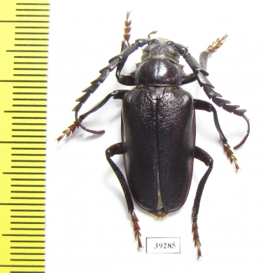 Mesoprionus asiaticus, male  Russia, Astrakhan reg.  32mm - INSECTS-STORE.RU