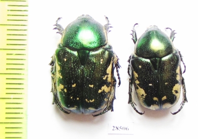 Protaetia trojana godeti  Armenia - INSECTS-STORE.RU