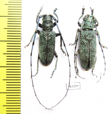 Monochamus sp., pair  Thailand - INSECTS-STORE.RU