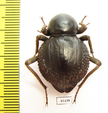 Psammodes sp.  South Africa Rep. - INSECTS-STORE.RU