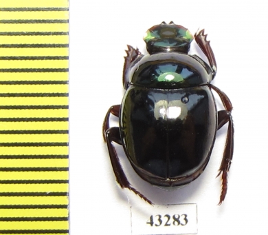 Scarabaeinae sp.  French Guiana - INSECTS-STORE.RU