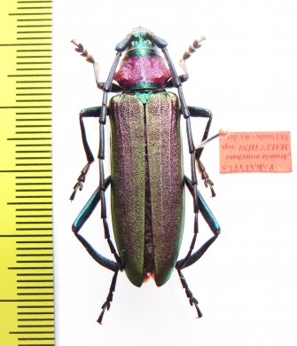 Aromia moschata malukhini, female  Russia, Astrakhan reg.  PARATYPUS - INSECTS-STORE.RU