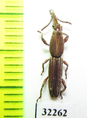 Brentidae sp.  South Africa Rep. - INSECTS-STORE.RU