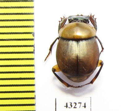 Scarabaeinae sp.  French Guiana - INSECTS-STORE.RU