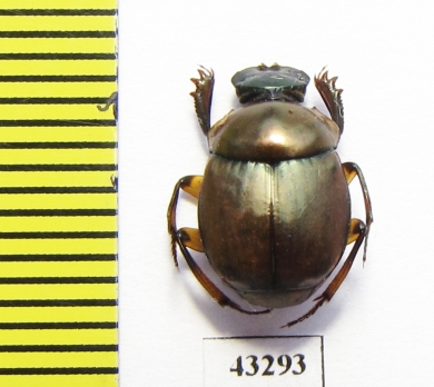 Scarabaeinae sp.  French Guiana - INSECTS-STORE.RU