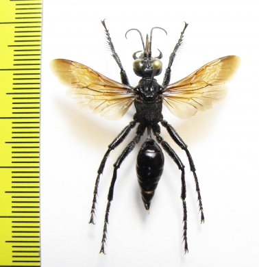 Prionyx sp.  Kazakhstan - INSECTS-STORE.RU