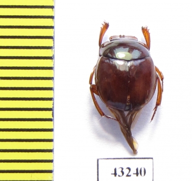 Scarabaeinae sp.  French Guiana - INSECTS-STORE.RU