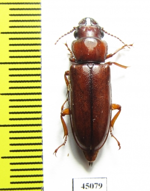 Parandrinae sp.  Colombia - INSECTS-STORE.RU